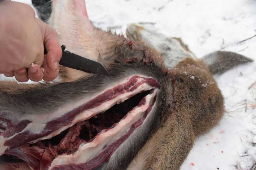 Knife From A Champion: The WR Fighter From Wolf River Forge Reviewed Knife From A Champion: The WR Fighter From Wolf River Forge Reviewed