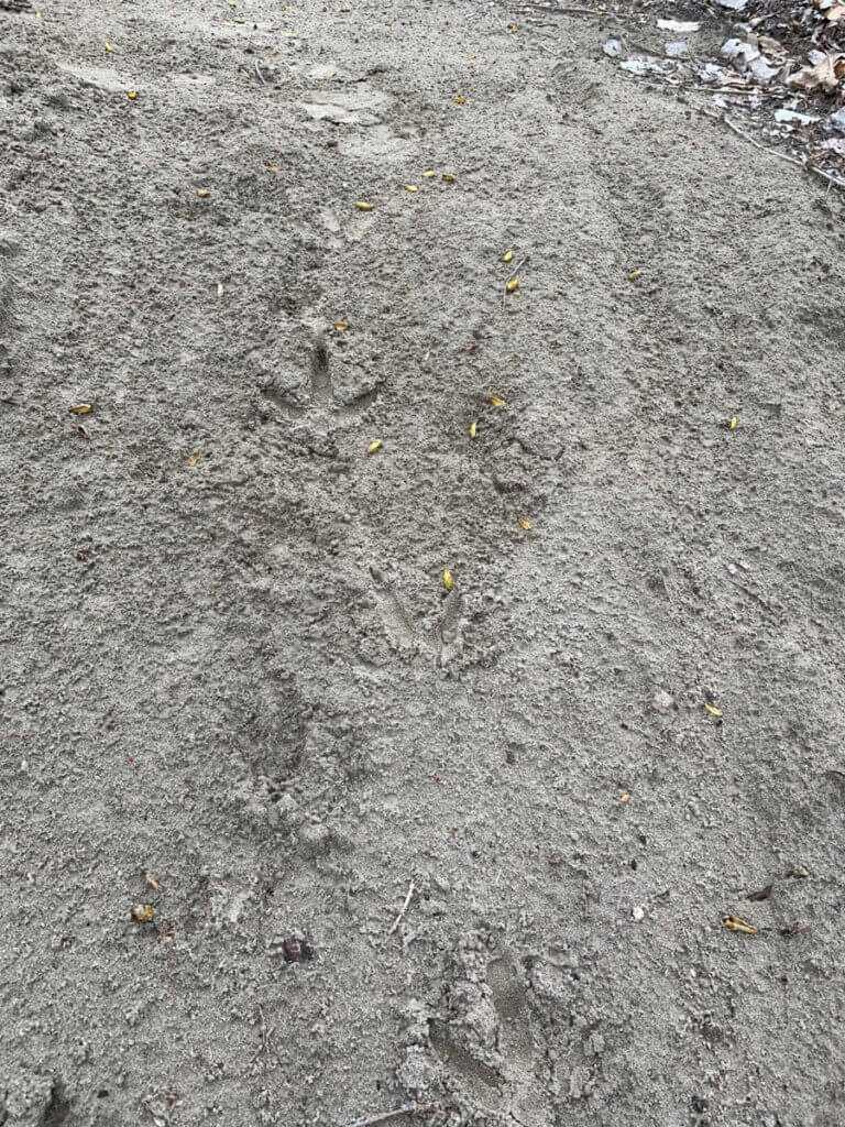 Turkey Scouting: Key To Success!