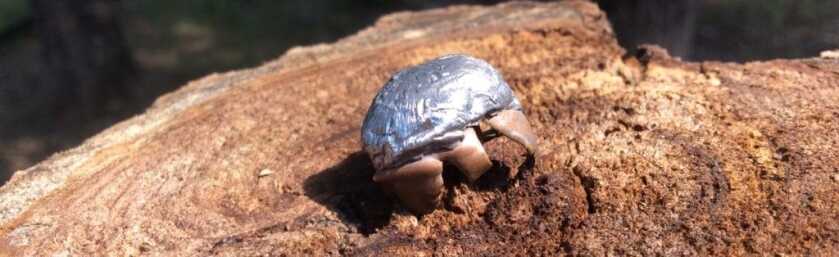 Taking Hogs: Exit Wounds Taking Hogs: Exit Wounds