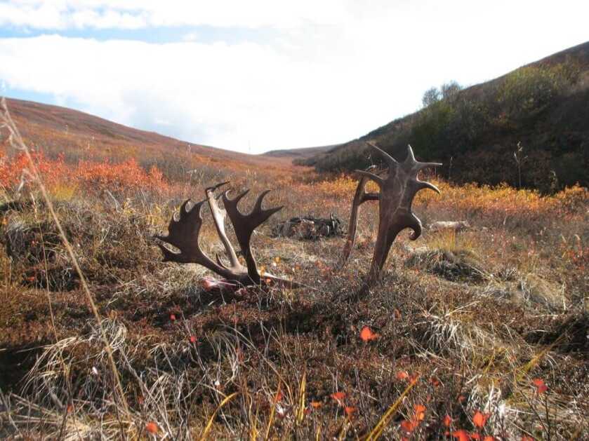 The Last Piece of the Puzzle: Glassing Tips for Hunters The Last Piece of the Puzzle: Glassing Tips for Hunters