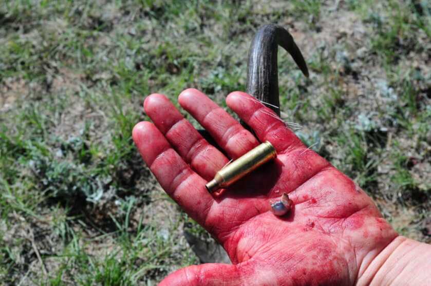 Best Big Game Cartridge: Big and Hard-Hitting, or Small and Sweet Shooting? Best Big Game Cartridge: Big and Hard-Hitting, or Small and Sweet Shooting?