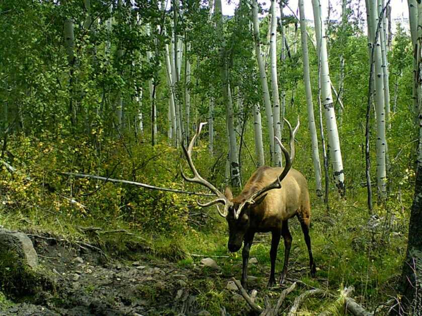 Best Big Game Cartridge: Big and Hard-Hitting, or Small and Sweet Shooting? Best Big Game Cartridge: Big and Hard-Hitting, or Small and Sweet Shooting?