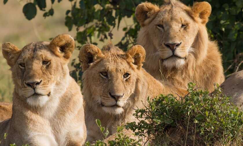 Study: Trophy Hunting Ban Would Exacerbate Biodiversity Loss in South Africa