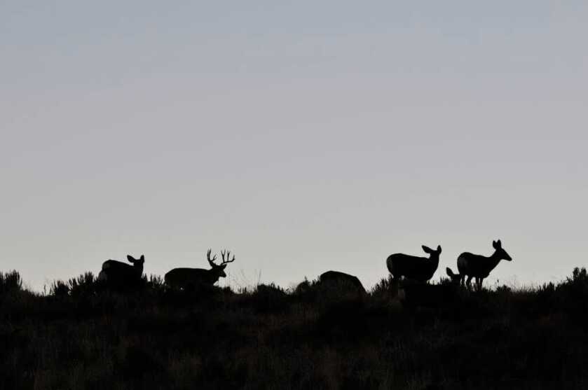 TAKE THE SHOT? A Big Muley On Restricted Land Tempts the Hunter - Presented by: Springfield Armory