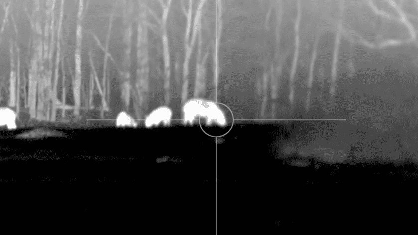 Texas Hog Eradication with the Pulsar Thermion XQ50