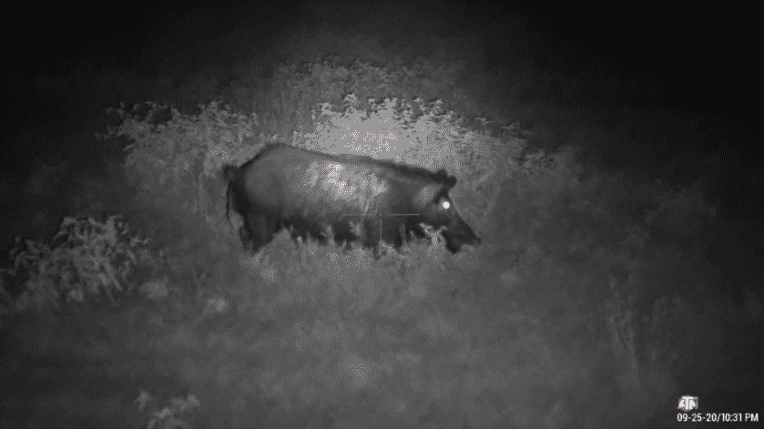 Night Vision Scope on a Budget? The ATN 4K Pro