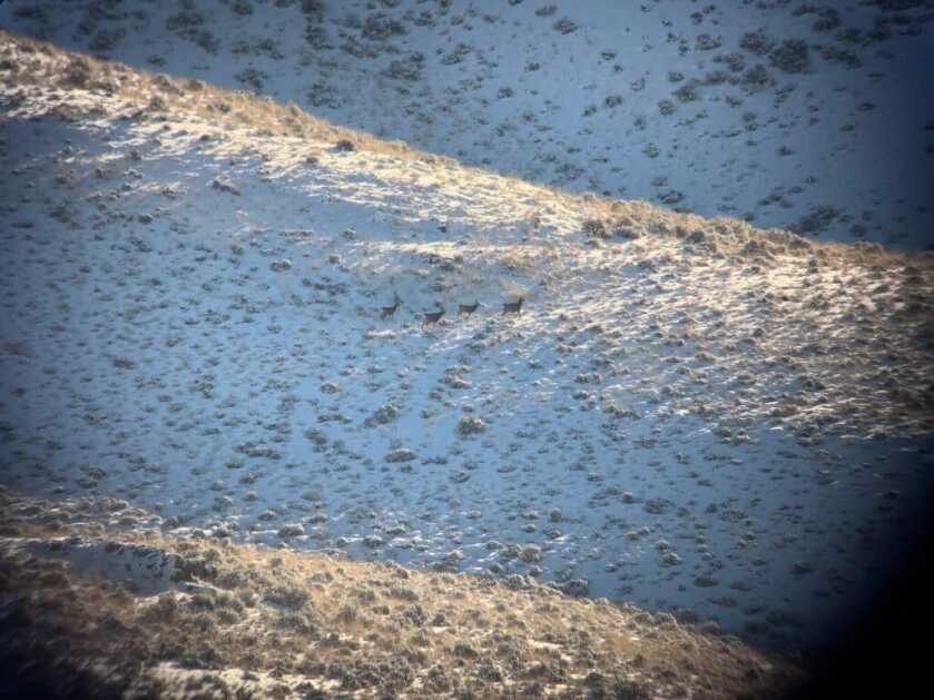 In the Woods: December Archery Deer Hunt in Idaho Part 3 of 3 In the Woods: December Archery Deer Hunt in Idaho Part 3 of 3