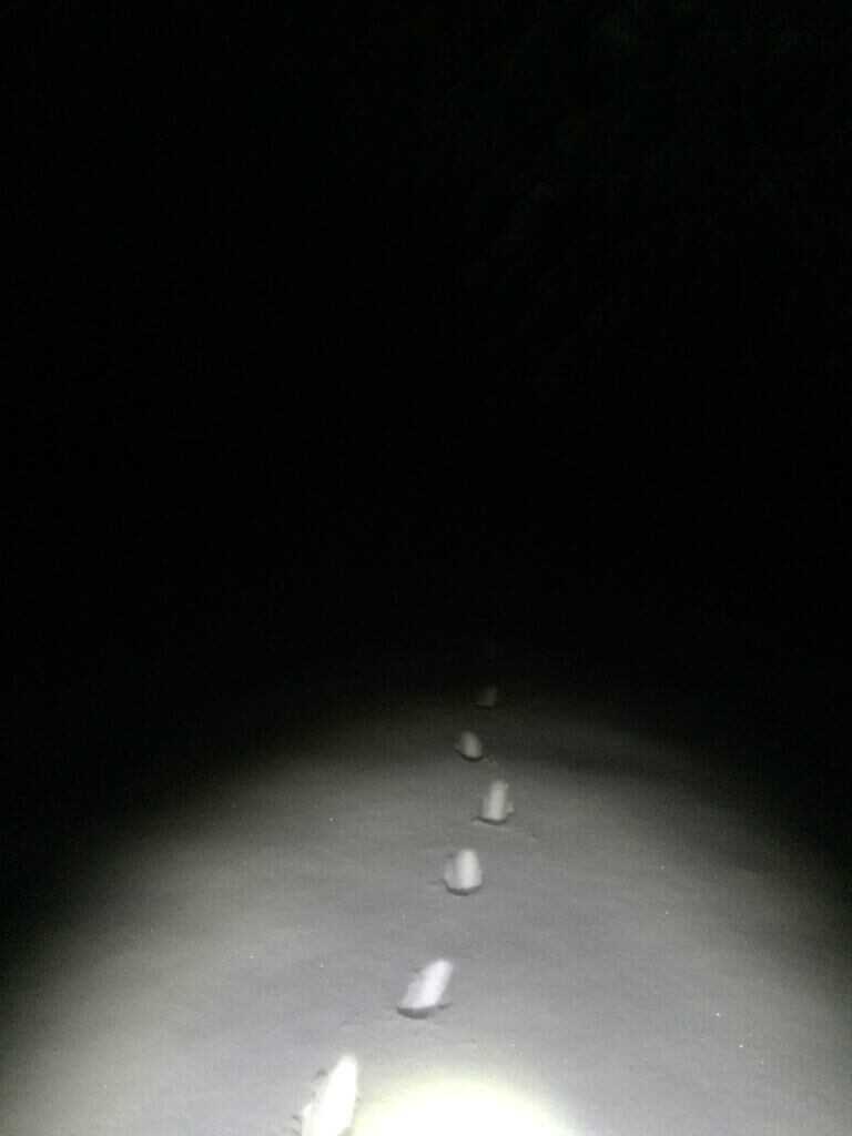 Tips For Winter Hound Hunts