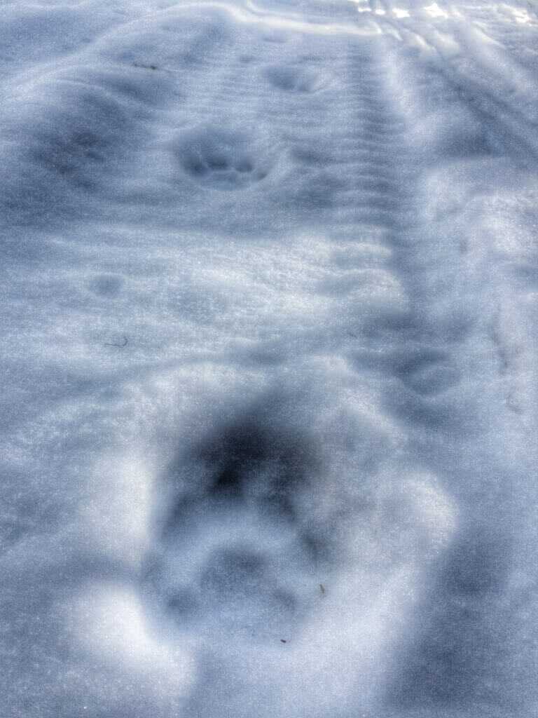 Tips For Winter Hound Hunts