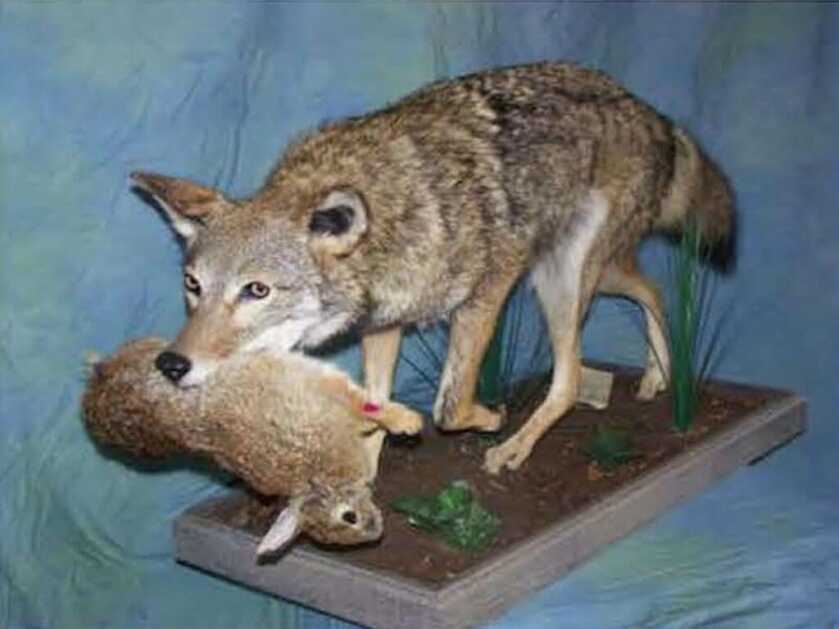 Pearl Harbor: Dorie Miller and his .50-caliber Browning Machinegun