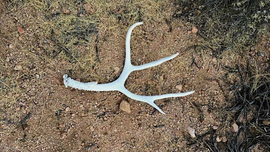 Cornell, USDA Tracking Coronavirus in Deer Populations Cornell, USDA Tracking Coronavirus in Deer Populations