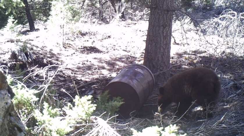 5 Tips For Baiting Bears