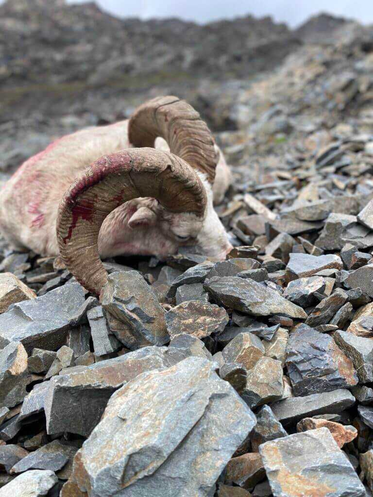 Dorsal Caping Your Trophy In the Field Dorsal Caping Your Trophy In the Field