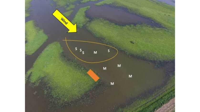 Decoy Spreads with Water Motion