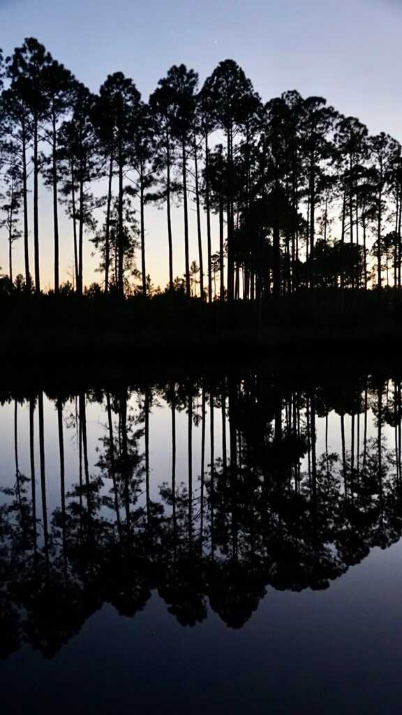 The Biggest Black Bears in the World