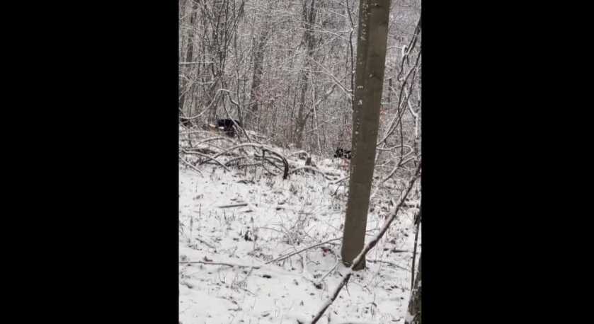 WATCH: Pennsylvania Hunter’s Buck Gets Eaten by Four Black Bears WATCH: Pennsylvania Hunter’s Buck Gets Eaten by Four Black Bears