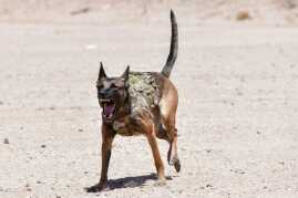 Sig Freedom Days – Media Day for the Masses! Sig Freedom Days – Media Day for the Masses!