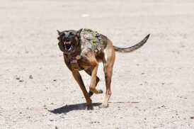 Sig Freedom Days – Media Day for the Masses!