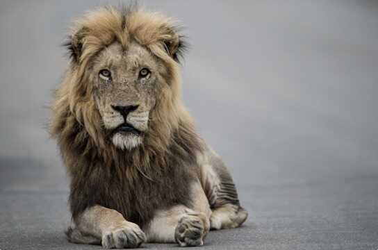 Bishnu Prasad Shrestha: The Indestructible Gurkha