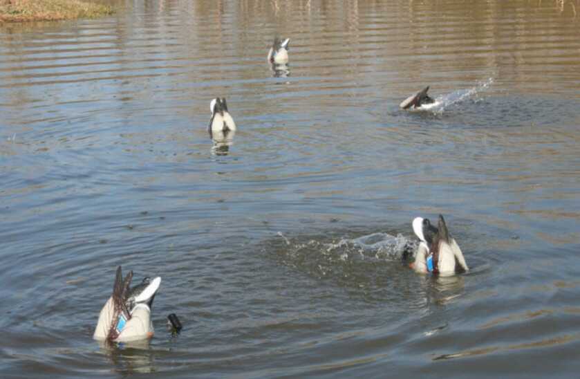 Put a Swimmer In Your Spread Put a Swimmer In Your Spread