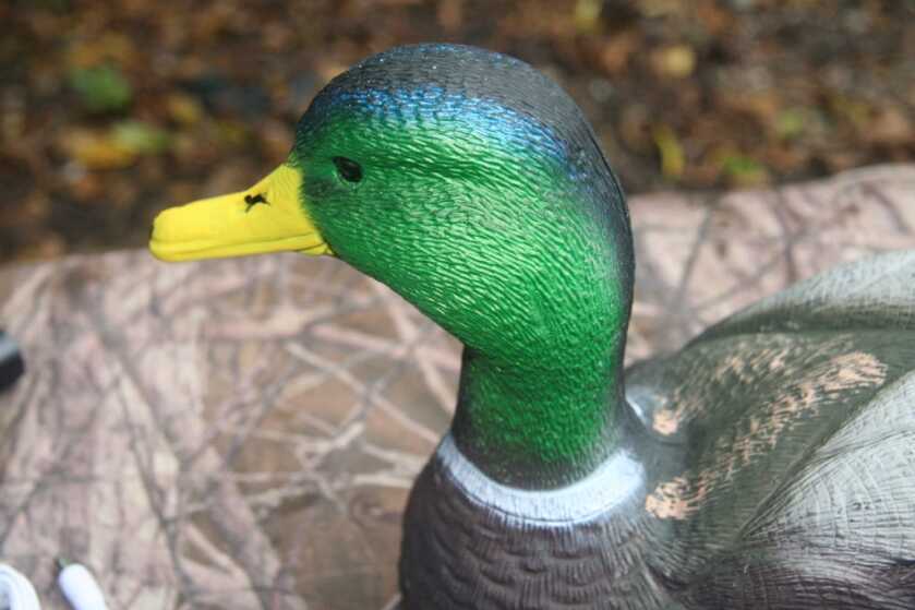 Put a Swimmer In Your Spread Put a Swimmer In Your Spread