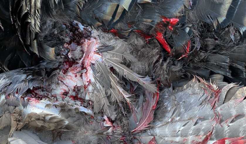 Go Expandable For Turkeys Go Expandable For Turkeys