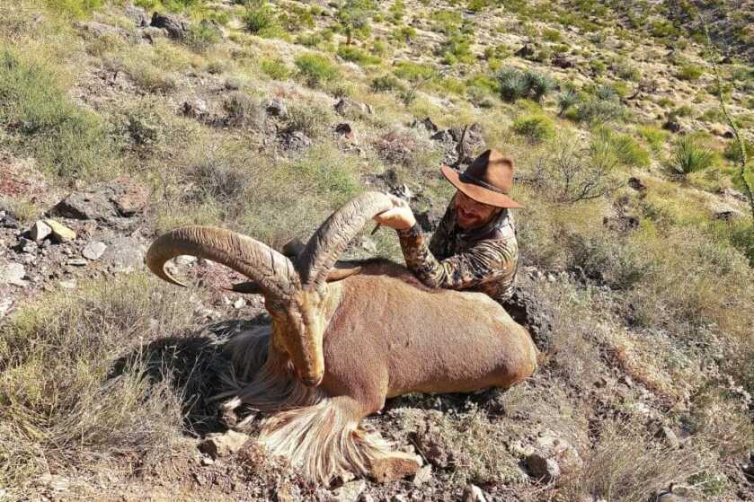 TAKE THE SHOT: AOUDAD FOR TWO TAKE THE SHOT: AOUDAD FOR TWO