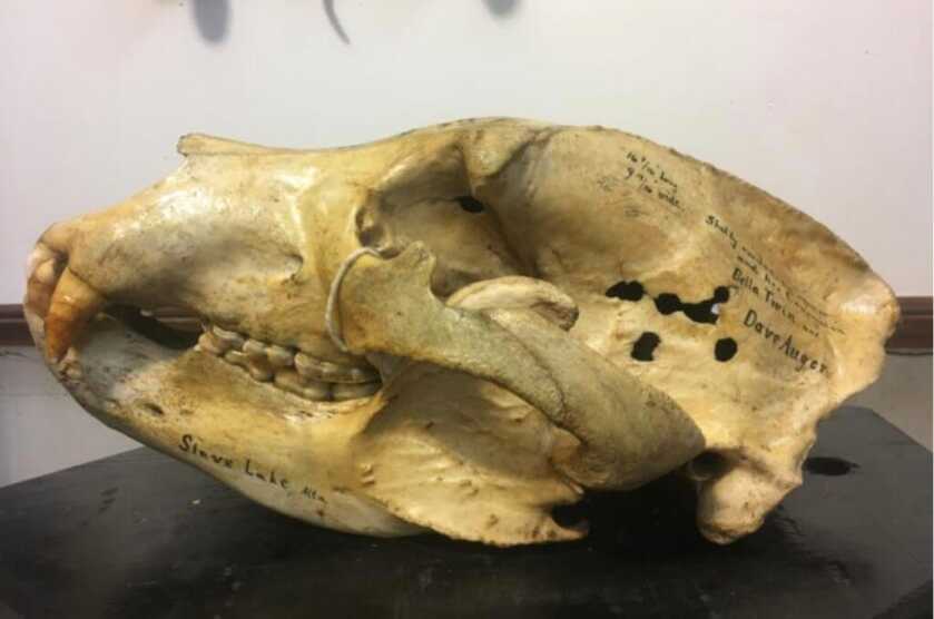 Dr. Dabbs - Bella Twin: The Tiny Little Woman and the Really Big Bear Dr. Dabbs - Bella Twin: The Tiny Little Woman and the Really Big Bear