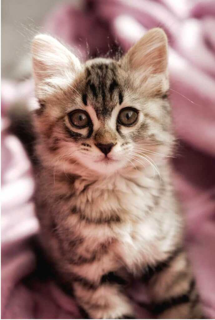 kitten