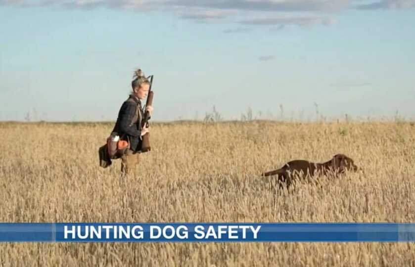 Hunting Dog Safety Tips!