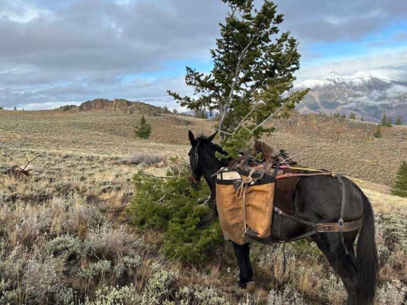 3 - Fireside Stories: How I Killed My Smallest Bull Elk on The Best Tag I've Ever Had - Part 3 of 3 A black horse is prepared to pack out a bull elk.