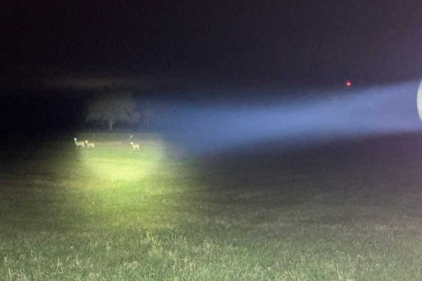 3 - Nitecore MH25Pro 3,300 Lumen Flashlight Review Turbo mode illuminating deer at around 75 yards