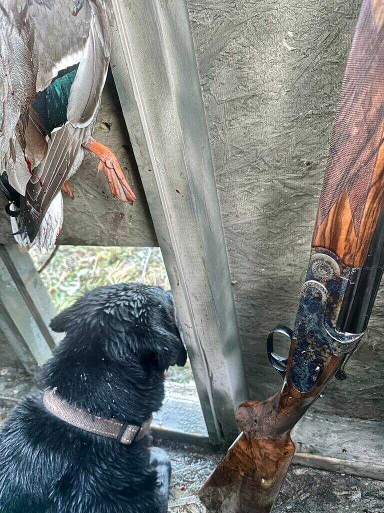 3-December-Kryptek Flyway Deadzone Review Hunting dog on the lookout next to a 20-gauge shotgun