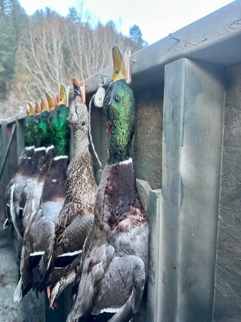 3-December-Kryptek Flyway Deadzone Review Row of beautiful duck mallards with green heads