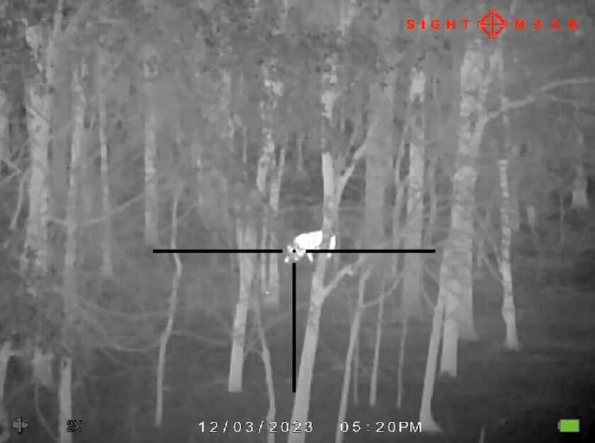 3 - Heating Seeking Optic: Sight Mark Wraith Mini Thermal In dense cover the Sight Mark Wraith Mini Thermal picks up a pig