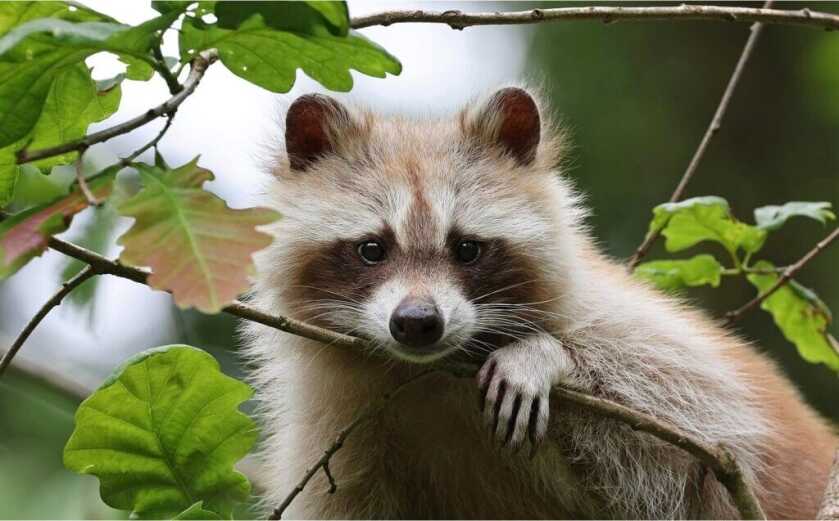 racoon in a tree