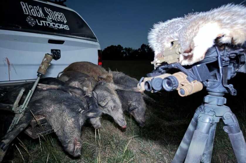 white truck with words "black sheep outdoors" with pile of hogs, rifle and night vision