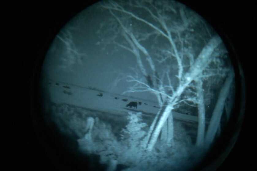screen shot of cow through night vision