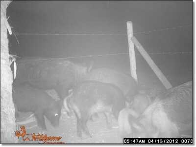 Summer Hunting Anyone? - Varmint and Predator Hunting All Year Round Summer Hunting Anyone? - Varmint and Predator Hunting All Year Round