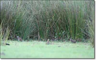 Summer Hunting Anyone? - Varmint and Predator Hunting All Year Round Summer Hunting Anyone? - Varmint and Predator Hunting All Year Round