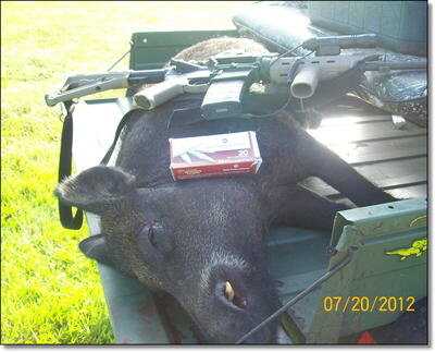 DRT Frangible .223 Ammo vs. Charging Wild Boar