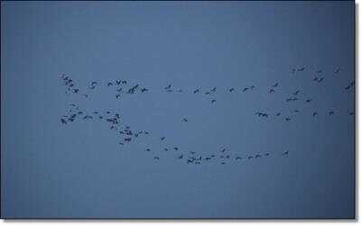 Duck Hunting in September