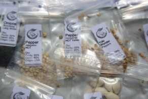 Each packet from MySeedCellar has more than 10 times what you get in a standard packet from the big box stores and home centers. 