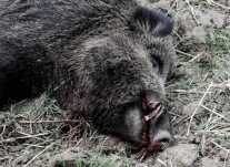 Driving Boars in Poland — Testing Norma's New Strike Line