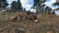 Hunting Using Nature's Benchrest: Ready, Aim, Fire