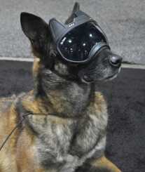 Dog Goggles With A Video Camera in Them? Yep, Rex Specs Does That - SHOT Show 2019