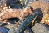 Massachusetts Division of Wildlife Mulling High-Priced Licensing Scheme