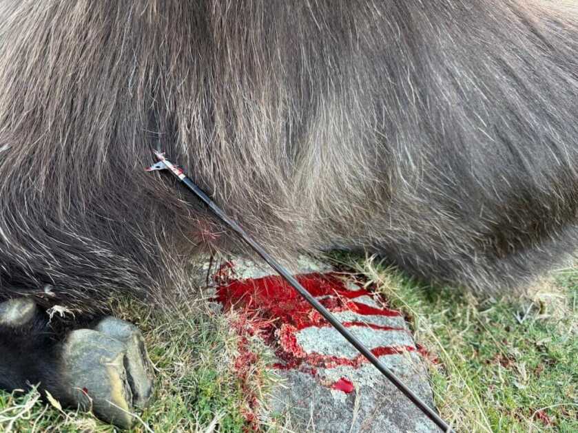 Dead Tahr
