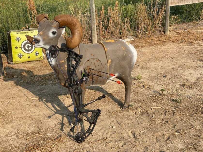 Delta McKenzie bighorn sheep 3D archery target used to reduce target panic