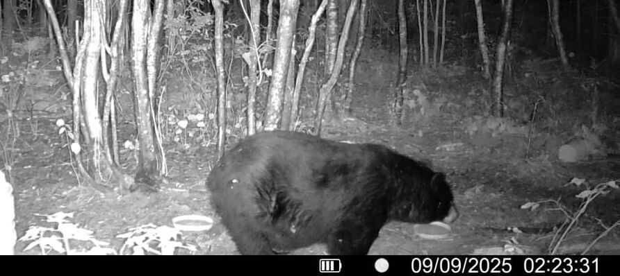 The same Maine black bear returning to the bait site 3 days after the missed shot